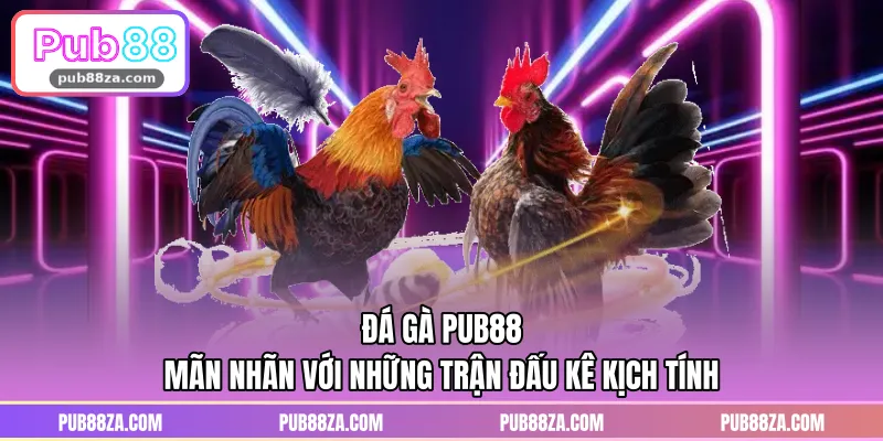 Đá Gà PUB88 - Mãn Nhãn Với Những Trận Đấu Kê Kịch Tính
