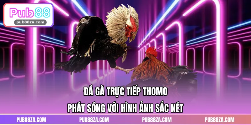 Đá Gà Trực Tiếp Thomo Phát Sóng Với Hình Ảnh Sắc Nét