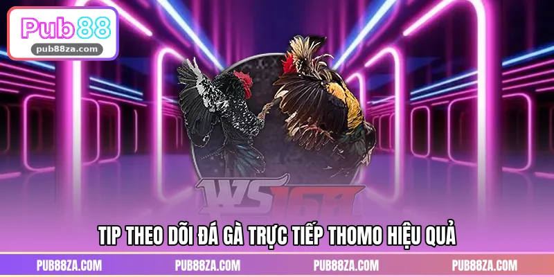 Tip theo dõi đá gà trực tiếp thomo hiệu quả