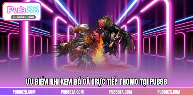 Ưu điểm khi xem đá gà trực tiếp thomo tại PUB88
